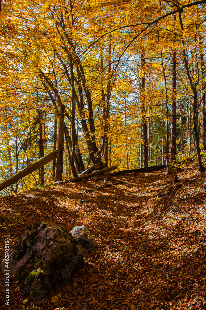 Obraz premium Wonderful path