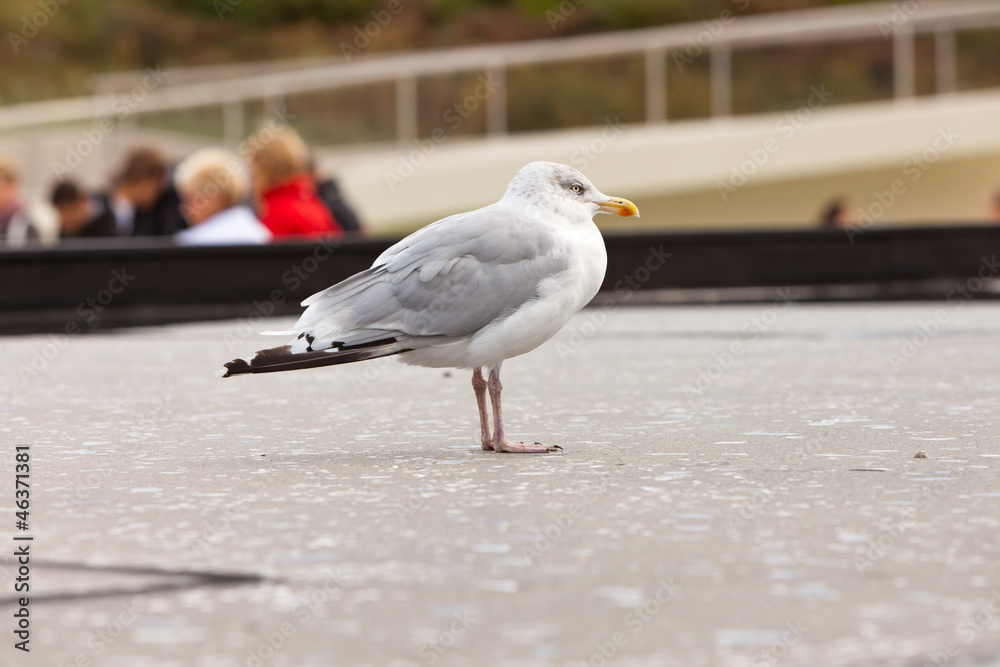 Seagull near fountain. Blurred group of tourists in background. Seagull near fountain. Blurred group of tourists in background.