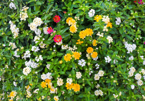 many flowers and green leaf