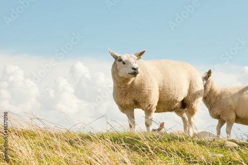 Sheep grazing in field of grass. Dike. Blue cloudy sky. photo
