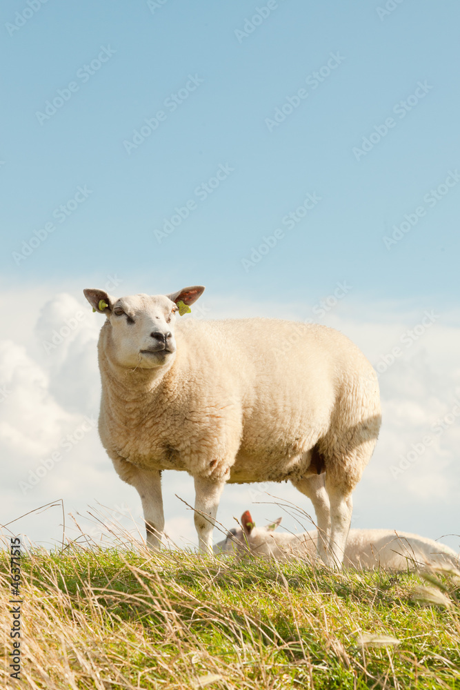 Naklejka premium Sheep grazing in field of grass. Dike. Blue cloudy sky.