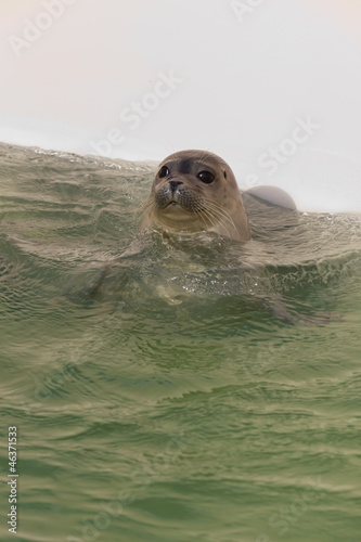 Cute young seal in basin. Swimming and playing.