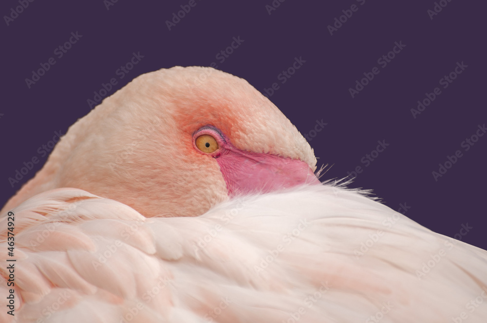 Fototapeta premium Hidden flamingo