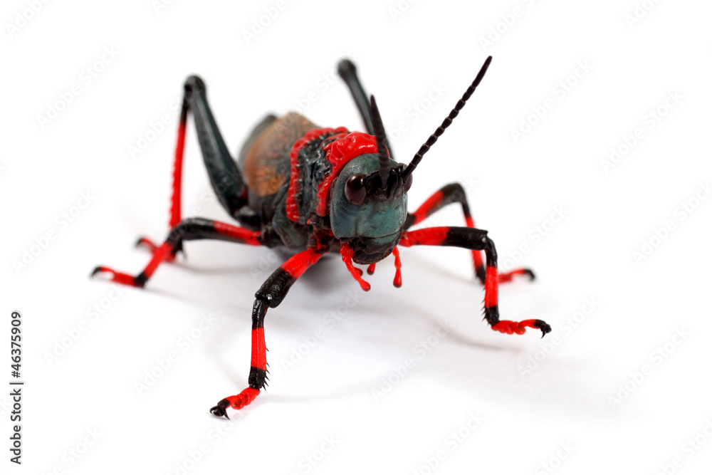 Foaming Grasshopper isolated on white background Foaming Grasshopper isolated on white background