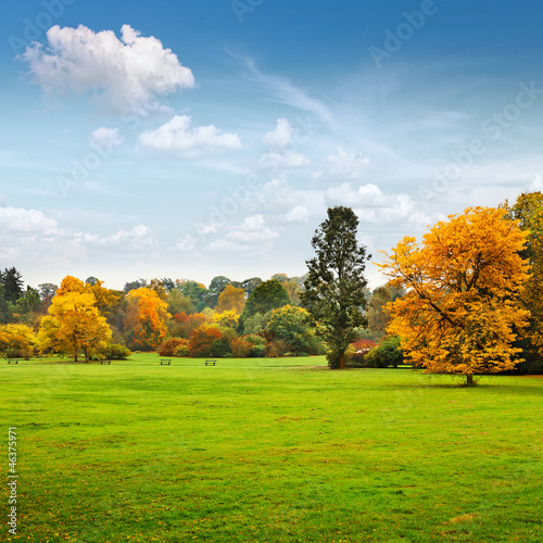 Panorama. Beautiful autumn trees. Autumn.