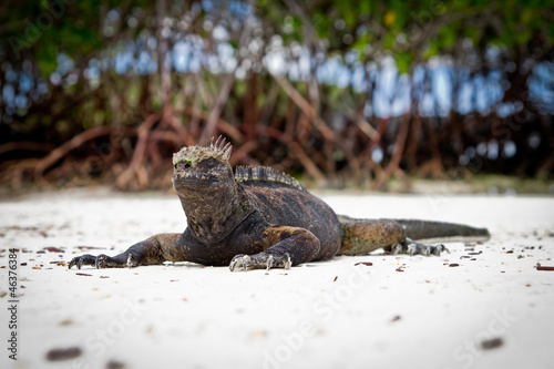 Giant Iguanas with Natural Background