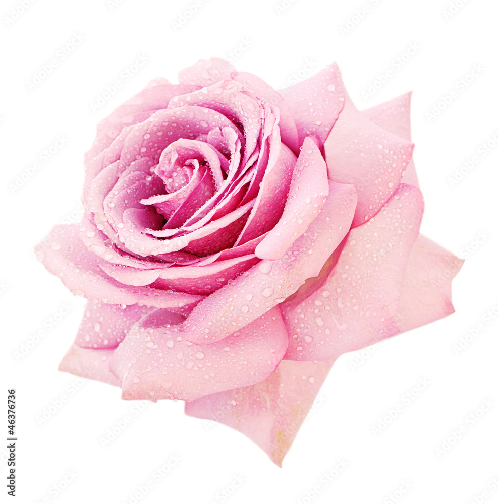Pink rose closeup on a white background - obrazy, fototapety, plakaty 