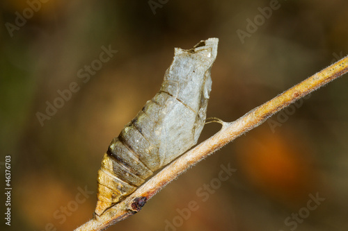 butterfly Papilio machaon pupa after being abandoned by adult