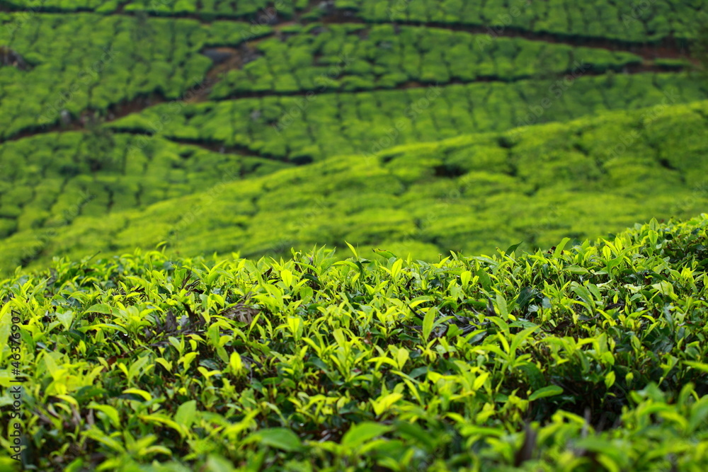 Landscape of green tea plantations. Munnar, Kerala, India