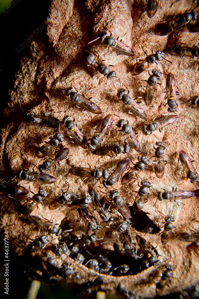 Wasp nest colony