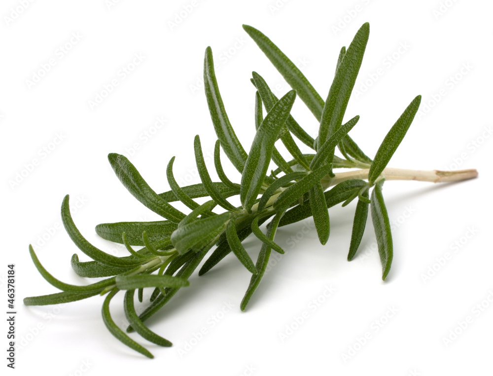 Fototapeta premium Sweet rosemary leaves