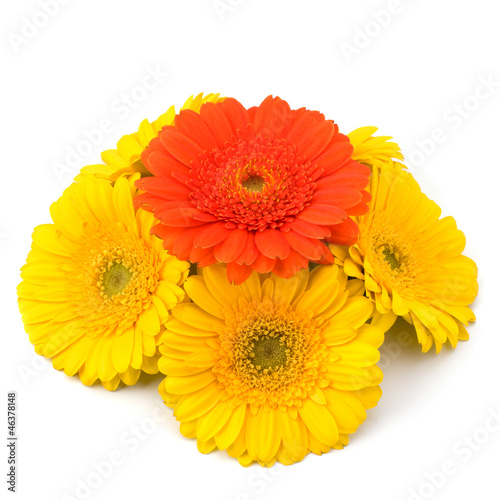 Beautiful daisy gerbera flowers