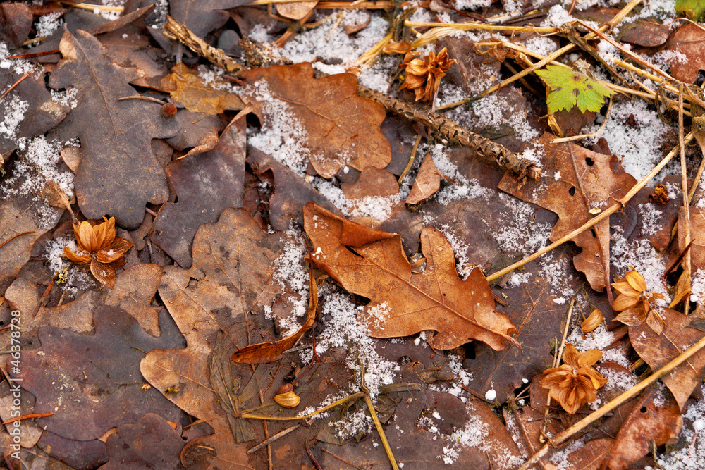 Background of autumn leaves. The first snow.