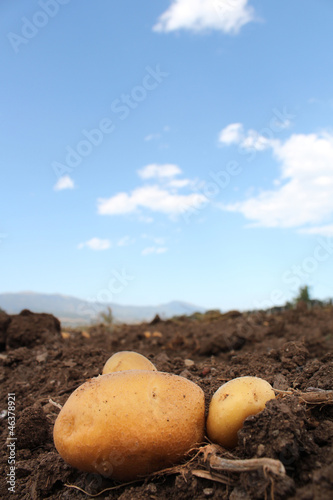 potato farm in the field