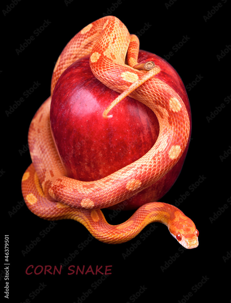 Fototapeta premium Snake wrapped around a red apple