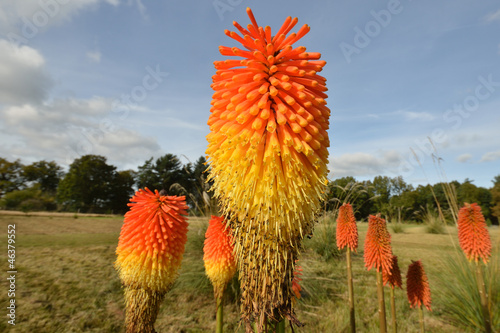 red hot pokers in field