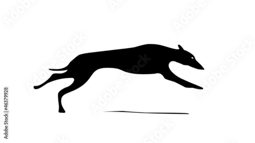 Running greyhound photo