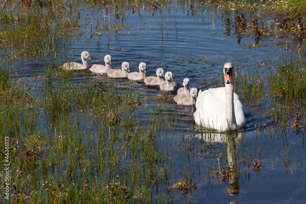Fototapeta premium Cygne tuberculé - Cygnus olor - et ses bébés sur l'étang