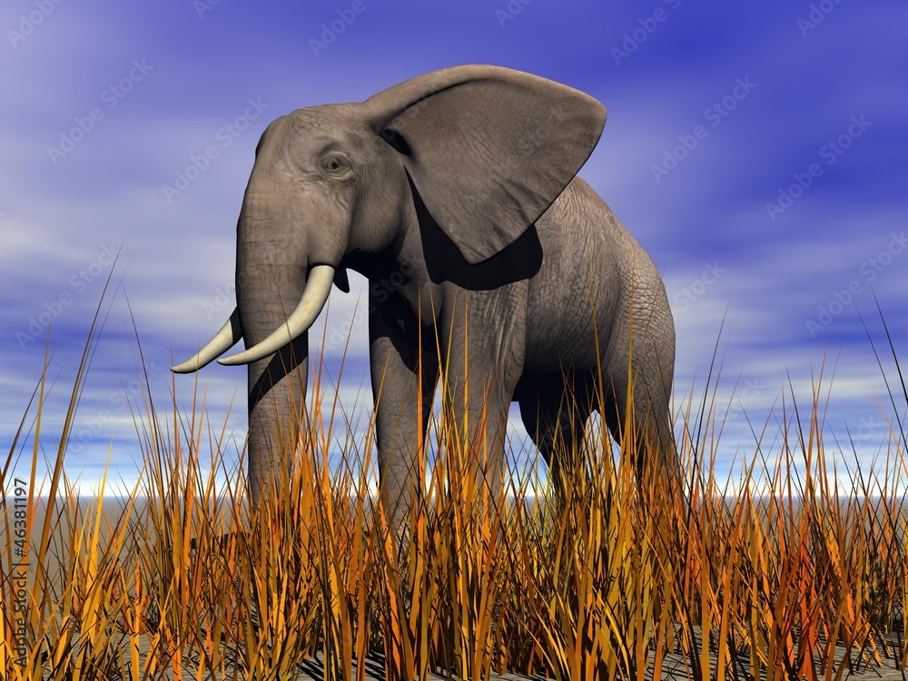 elephant Stock Illustration | Adobe Stock