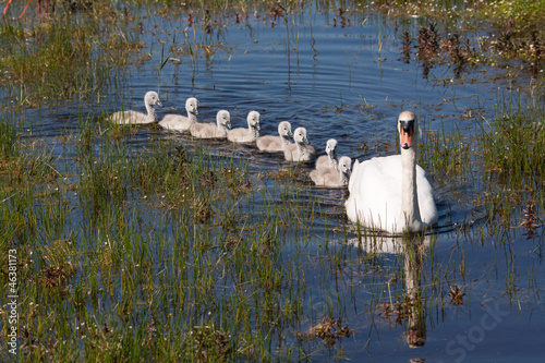 Cygne tuberculé - Cygnus olor - et ses bébés sur l'étang