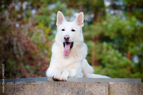 white shepherd dog portrait