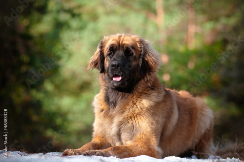 leonberger dog portrait photo