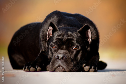 cane corso dog lying down outdoors, close up photo