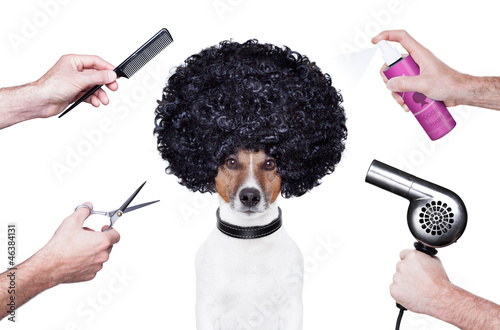hairdresser  scissors comb dog spray photo