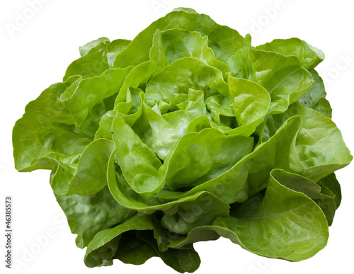 Fototapet Salade verte de nos jardins