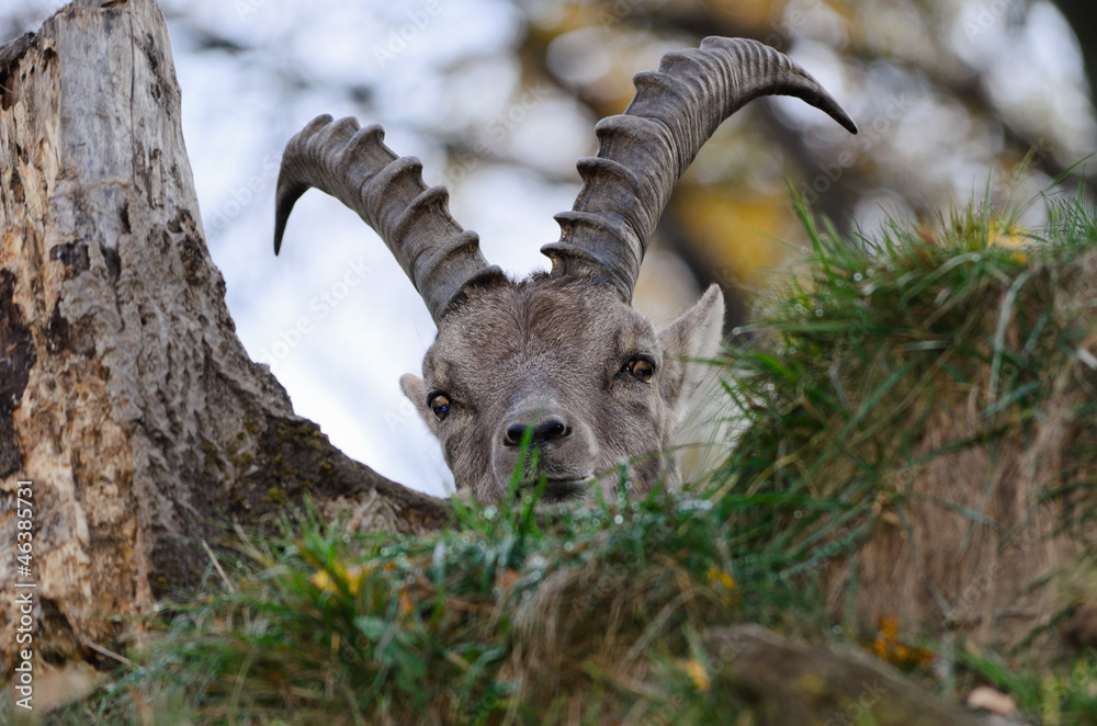 Stambecco delle Alpi - Capra ibex