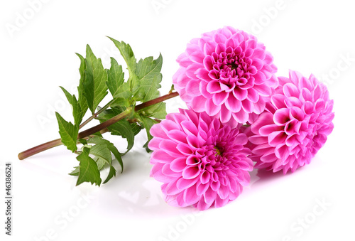 Fotografering Beauty dahlia on a white background