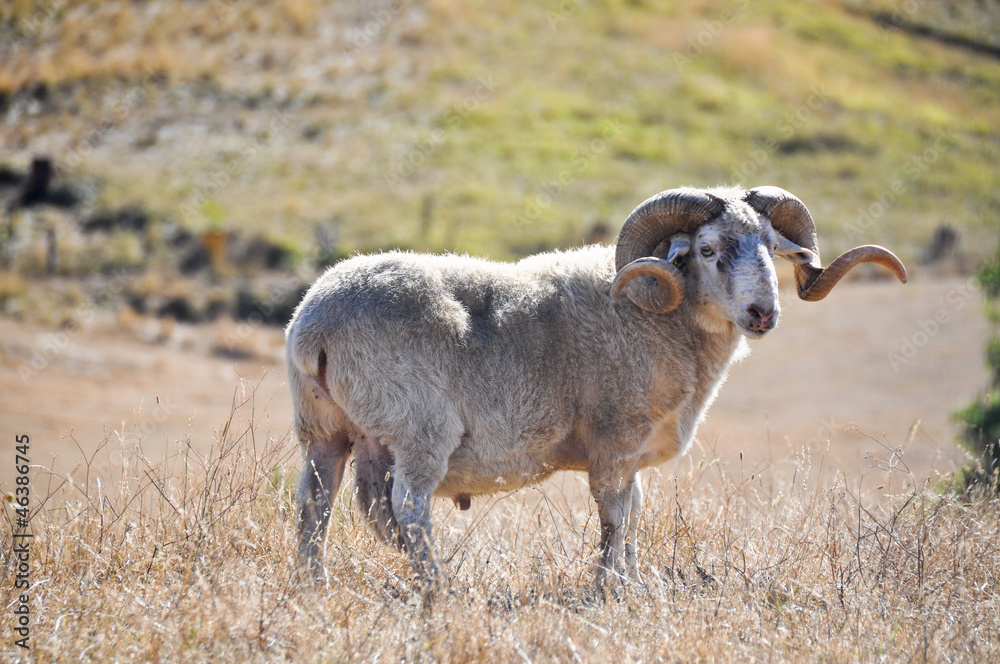 Portrait of a domestic sheep in rural ambiance Portrait of a domestic sheep in rural ambiance