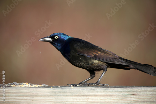 Side view of Common Grackle bird photo