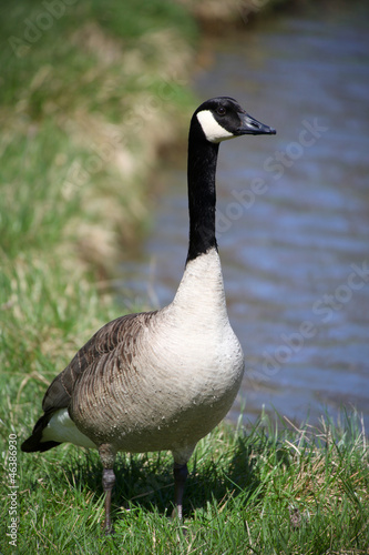 One big wild goose by the lake