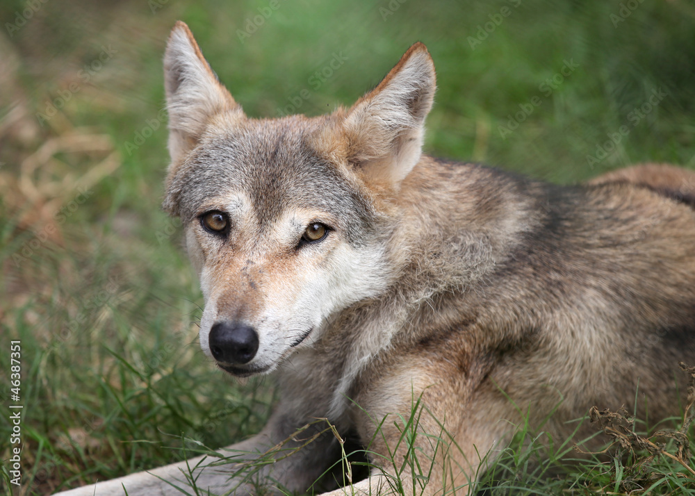 Portrait picture of wild dog popular in India