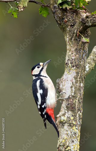 Great Spotted Woodpecker on a tree. (Dendrocopos major