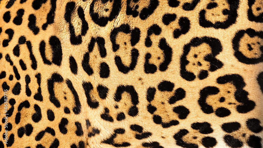 Naklejka premium Real Live Jaguar Skin Fur Texture Background