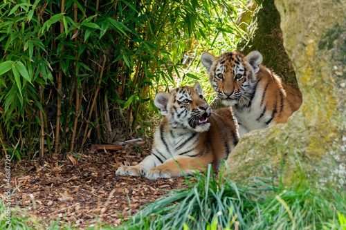 Fototapeta Naklejka Na Ścianę i Meble -  Two Cute Amur Tiger Cubs in Rocky Shelter