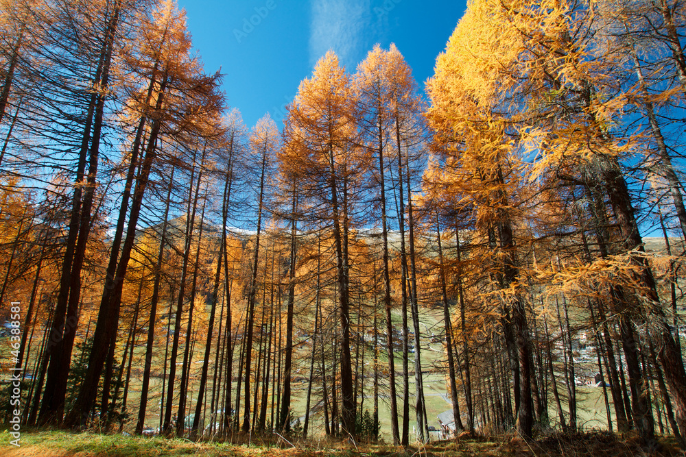 Obraz premium autunno