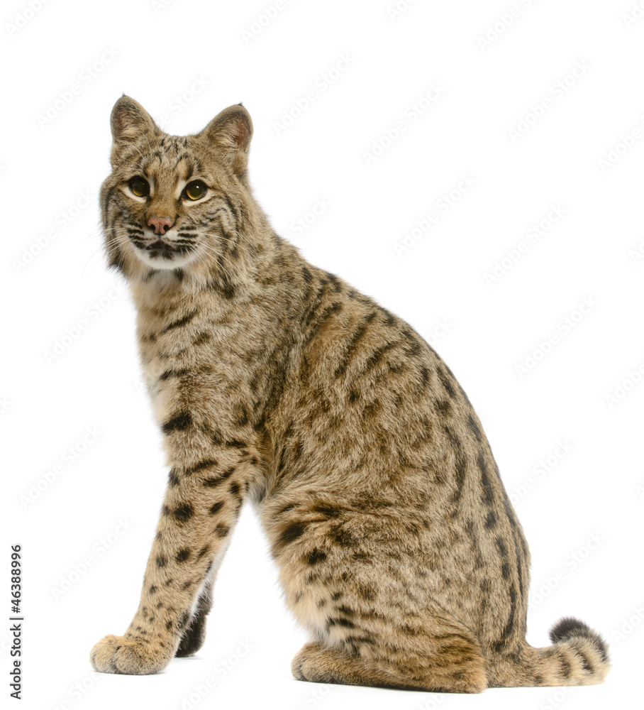 Bobcat