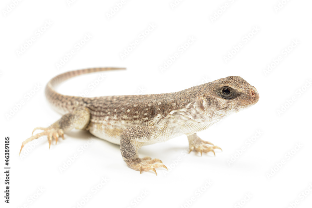 Naklejka premium Desert Iguana