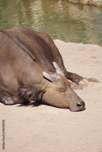 African Forest Buffalo - Syncerus caffer nanus photo