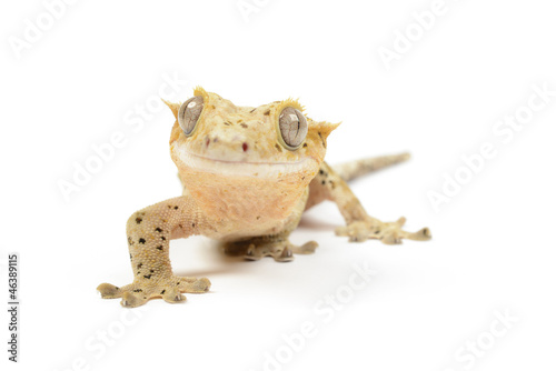 Crested Gecko