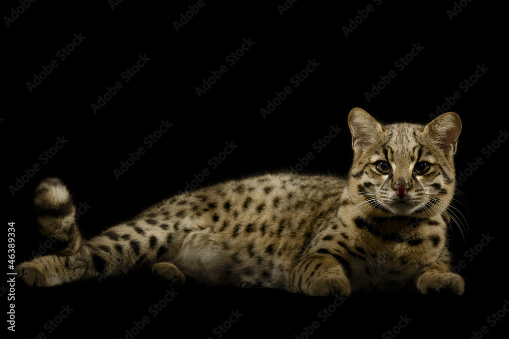 Obraz premium Geoffroy's cat