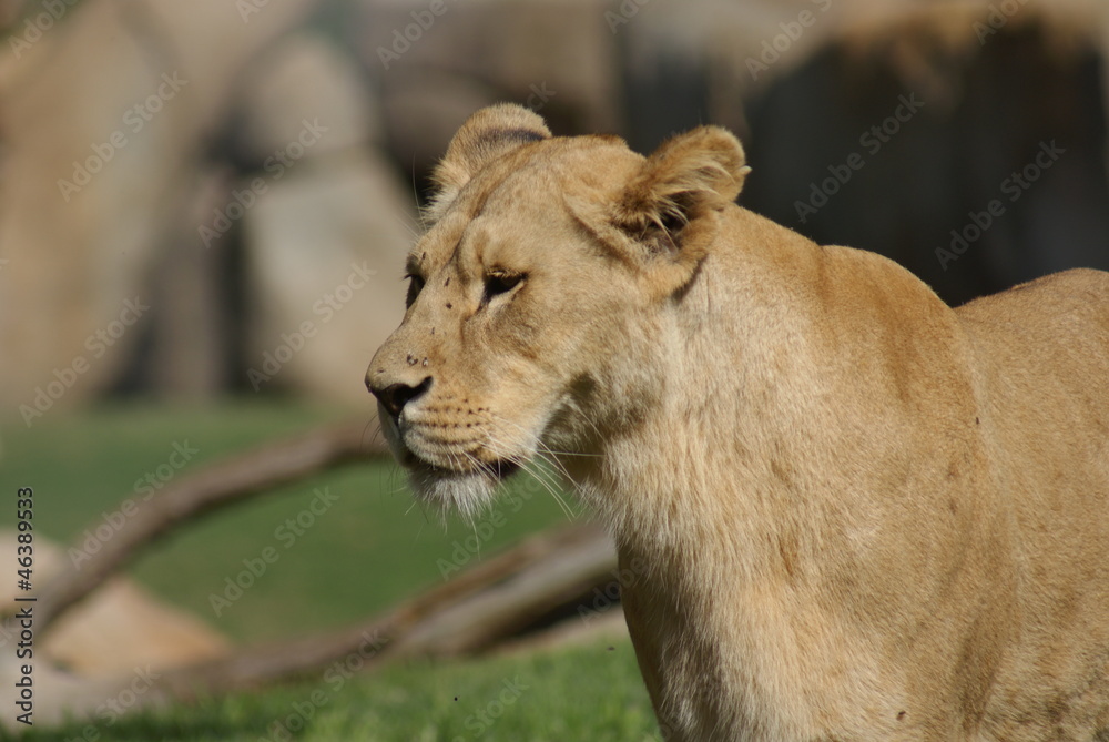 Fototapeta premium Katanga Lion - Panthera leo bleyenbergh