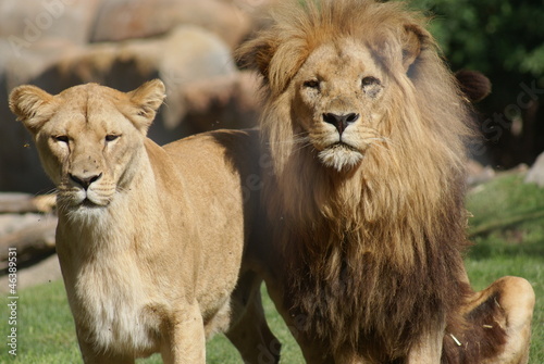 Katanga Lion - Panthera leo bleyenbergh