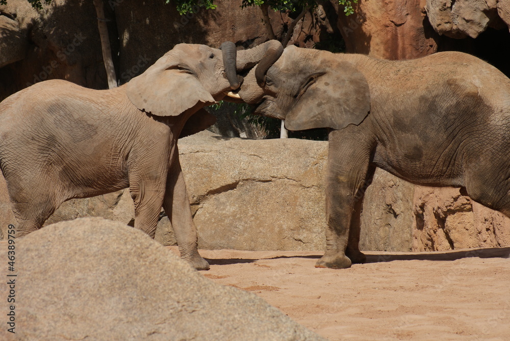 Love of the African Bush Elephant - Loxodonta africana