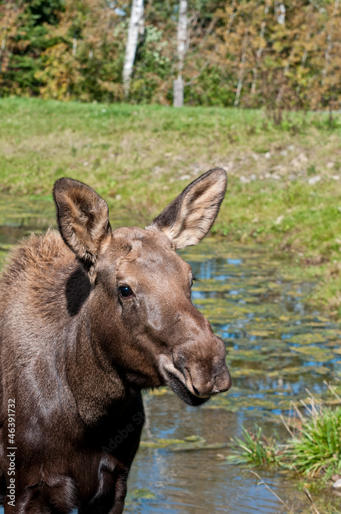 Moose calf on a sunny day