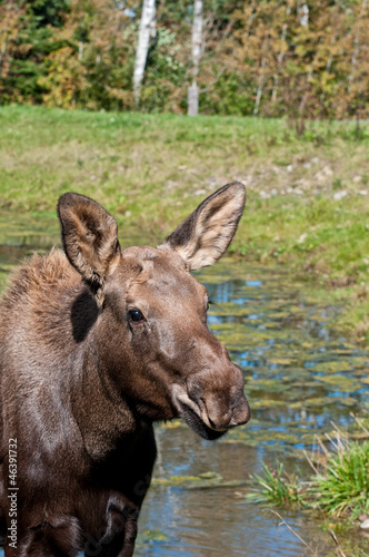 Moose calf on a sunny day © 3532studio