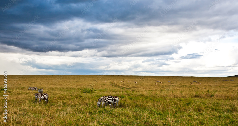 African landscape with storny sky, Maasai Mara, Kenya